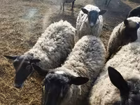 Får, Romanov sheep — foto 3