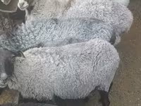 Cừu đực, Romanov sheep — ảnh 3