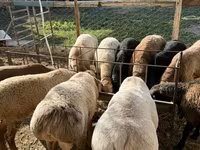 Berbec, Arashan sheep — foto 3