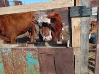 Ko, Latvian Blue cattle — foto 3