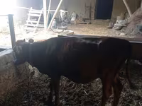 Vacă, Bovine — foto 6