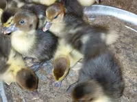 Ducks — foto 2