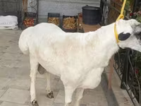 Ram, Sheep — photo 4