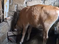 Krava, Simmental cattle — foto 4