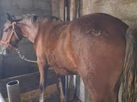 Hingst, Heste — foto 4