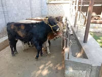 گاو نر, Swiss cattle — عکس 6