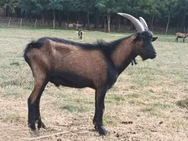 Kozel, Alpine goat