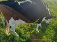 Kuh, Russian Black pied cattle — Foto 2