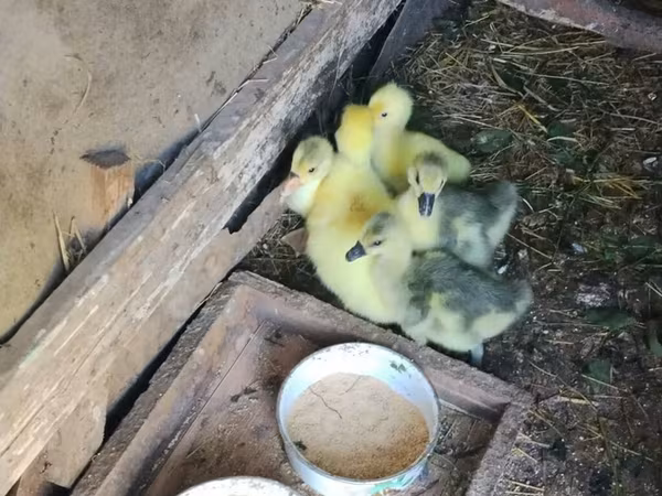 Geese