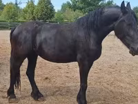 ม้าตัวเมีย, Friesian — รูปภาพ 2