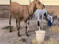 Koza, Beetal goats — foto 3