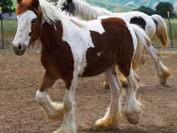 Kuda betina, Gypsy horse — foto 2