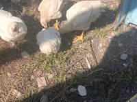 Chickens — รูปภาพ 3