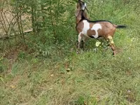 Billy Goat, Nubian Goat — photo 3