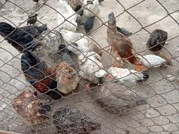 Chickens