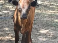 Lembu ternakan (lot, jantina tidak dinyatakan), Dexter — foto 2