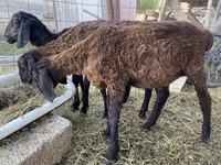 قوچ, Kazakh fat-tailed coarsewool sheep — عکس 5