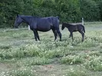 Sto, Nonius horse — foto 3