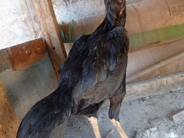 Shamo chickens — Kyrgyzstan