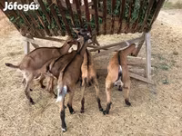 Buk, Alpine goat — foto 3