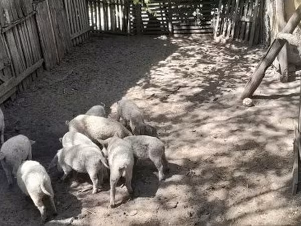 Scroafă, Мангалица