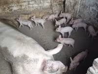 สุกร (เป็นล็อต, ไม่ระบุเพศ), หมู — รูปภาพ 2