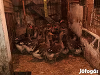 Geese — รูปภาพ 1