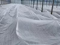 Агроволокно белое укрывное, Agrofibre (Agril) albe de protecția plantelor — 3-rasm