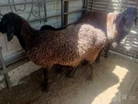 Էգ այծ, Այծեր — լուսանկար 1