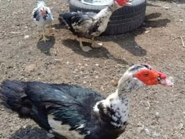 Ducks
