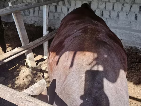 گاو نر, Red Estonian cattle