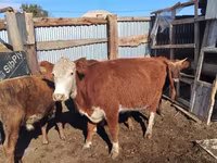 Krava, Latvian Blue cattle — foto 3