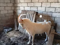Kozel, Saanen goat — foto 7