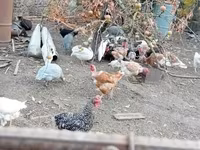 Guinea fowl — 사진 2