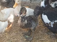 domácí kachna pižmová — foto 2