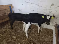Ng'ombe jike, Russian Black pied cattle — picha 3