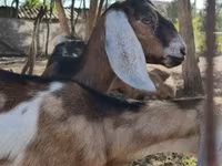 Capra, Nubian Goat — foto 1