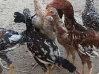 Chickens — ფოტო 8