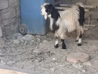 Kozioł, Kozy — zdjęcie 2