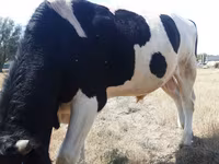 วัวตัวผู้, Russian Black pied cattle — รูปภาพ 4
