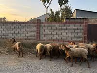 Ovce, Edilbay sheep — foto 1