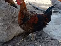 Chickens — รูปภาพ 1