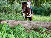 Hengst, Pinto horses — Foto 6