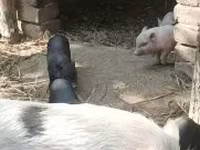 Porci (lot, sex nespecificat), Вьетнамская вислобрюхая — foto 4