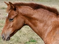مادیان, Quarter Horse — عکس 2