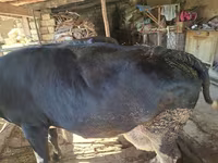 गाय, Latvian Blue cattle — फ़ोटो 4