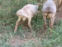 Beran, Hissar sheep — foto 8