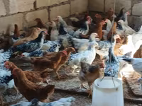 Chickens — foto 4