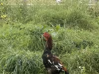 Chickens — ছবি 1