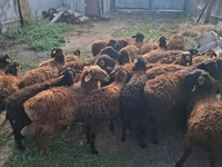 Berbec, Edilbay sheep — foto 1